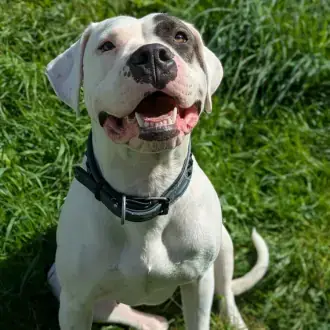Mia - Dogo Argentino - Bild 2