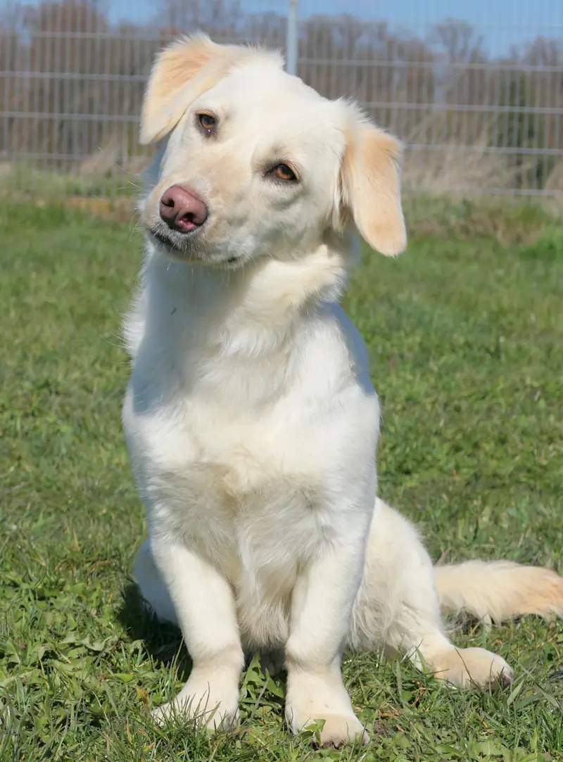 Benson - Dackel - Bild 3