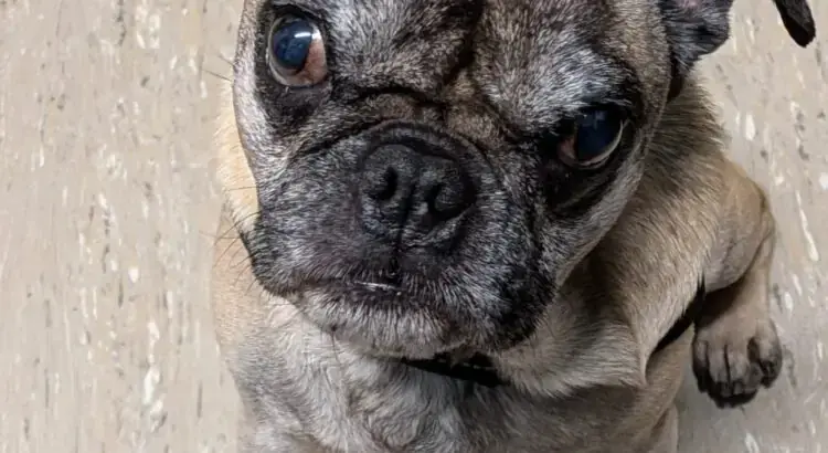 Karlchen - Mops - Bild 1