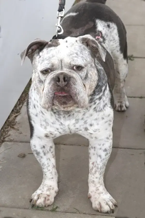 Don - Englische Bulldogge - Bild 1