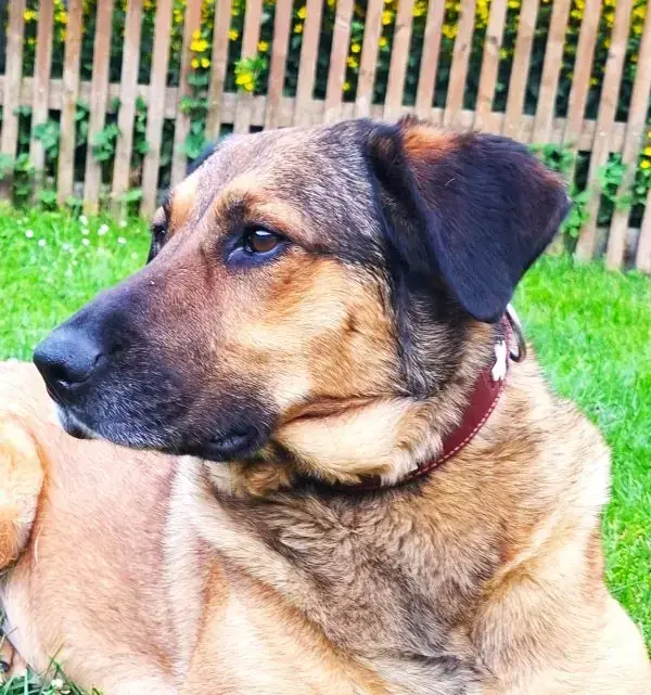 Lotta - Deutscher Schäferhund - Bild 1