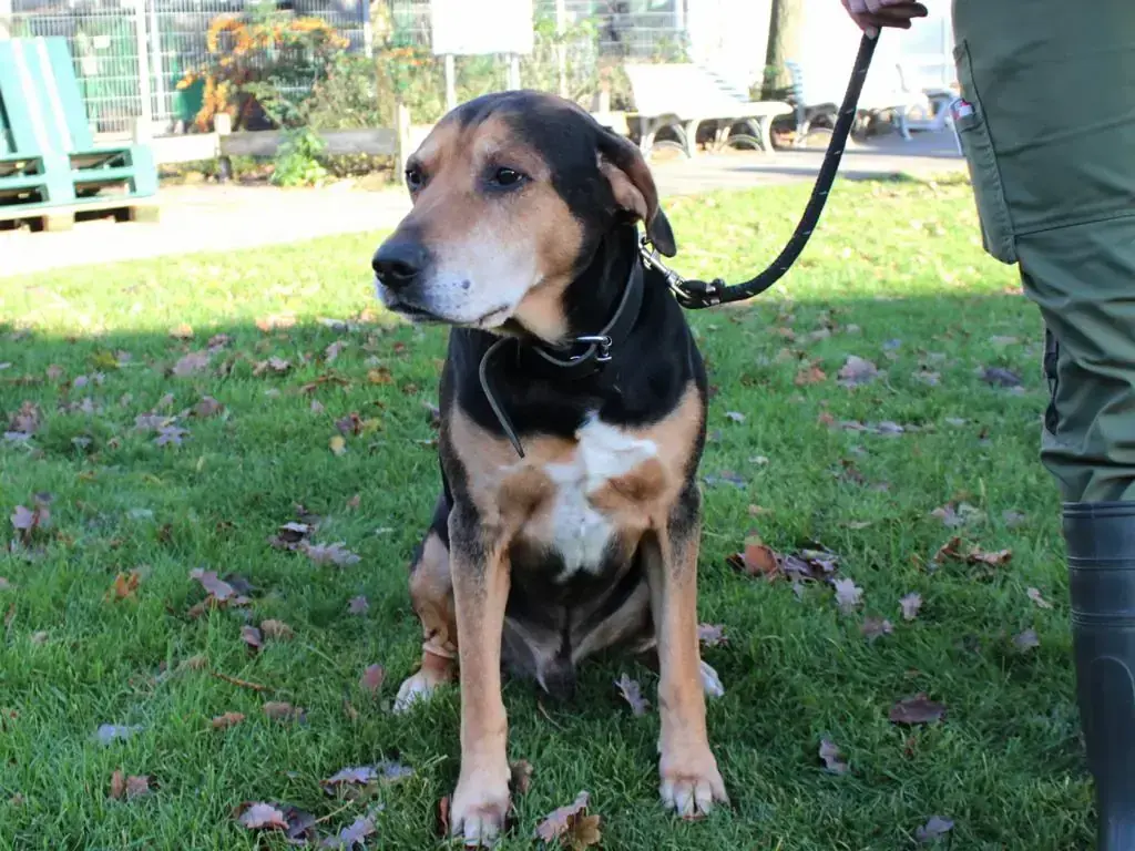 Max - Deutscher Schäferhund - Bild 3