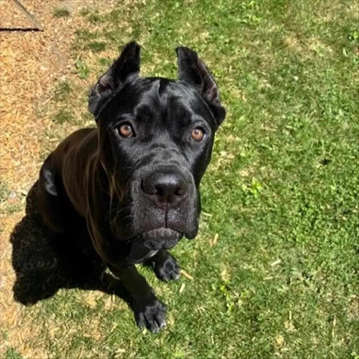 Merlin - Cane Corso Italiano - Bild 2