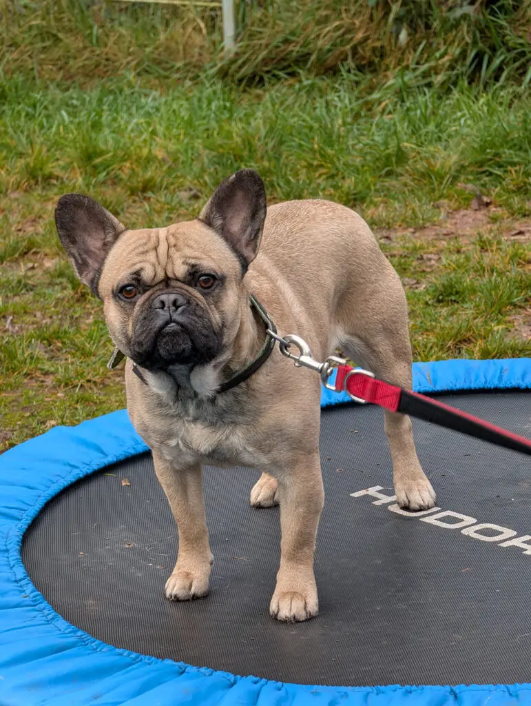 Oscar - Französische Bulldogge - Bild 1