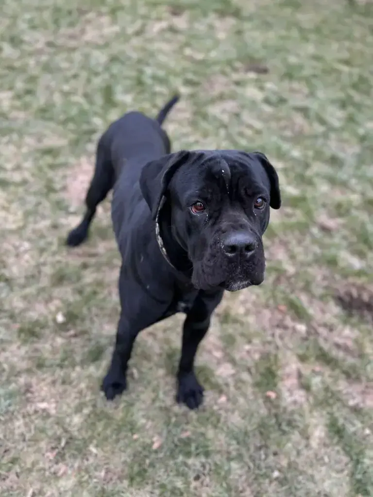 Skyler - Cane Corso Italiano - Bild 3