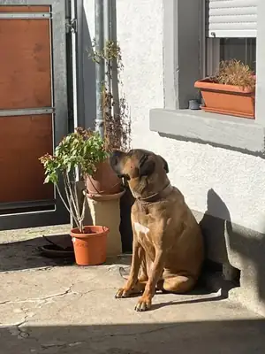 Romeo – Hund – Bild 5