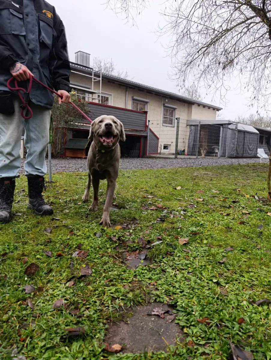 Milo - Labrador Retriever - Bild 2