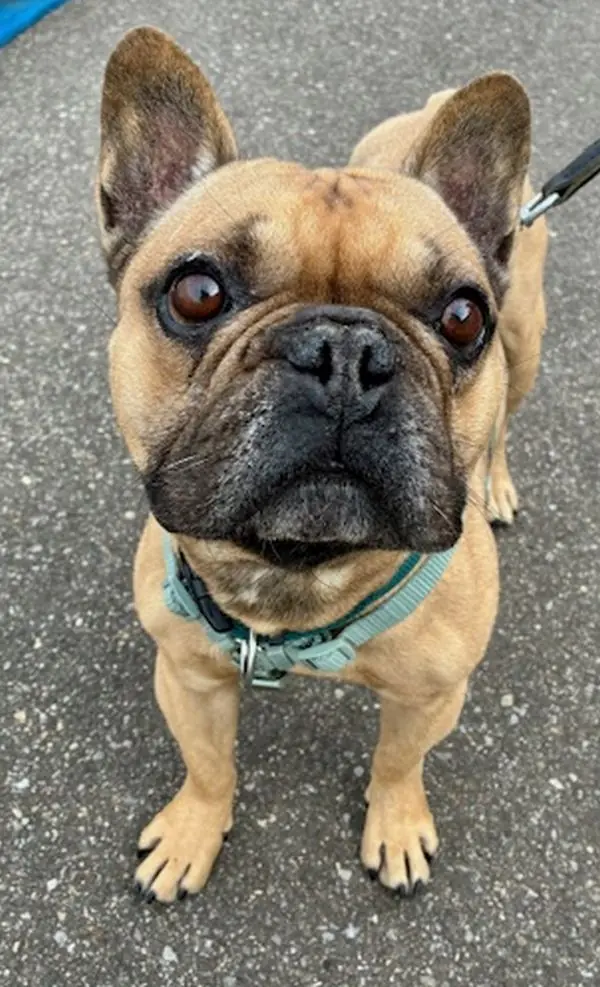 Benji -  - Bild 1