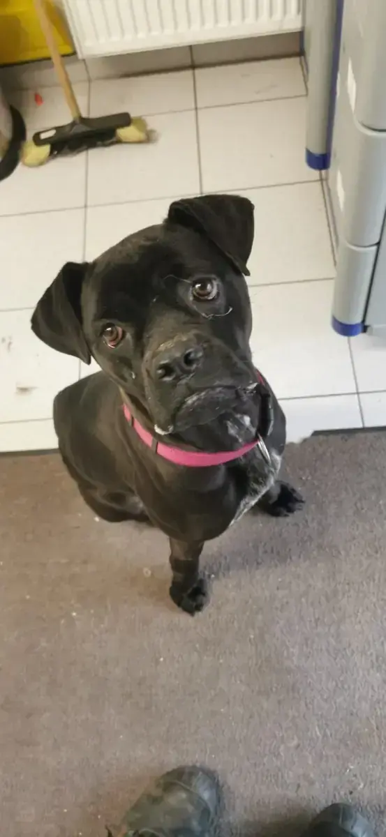 Bonnie - Cane Corso Italiano - Bild 6