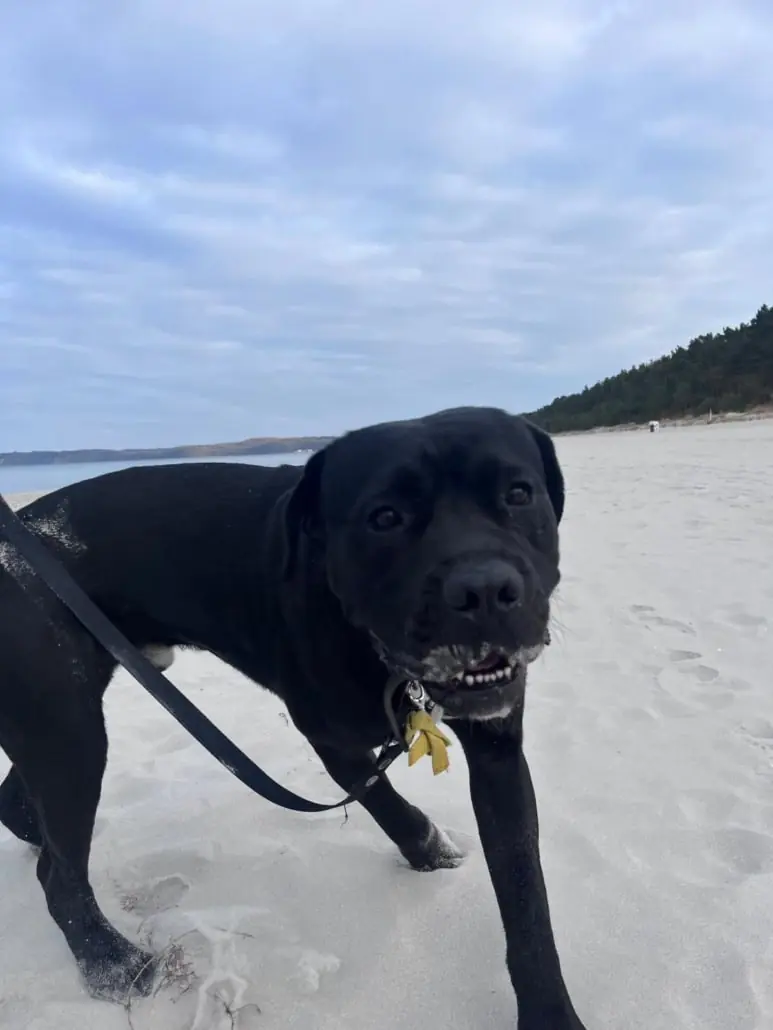 Vito - Cane Corso Italiano - Bild 5