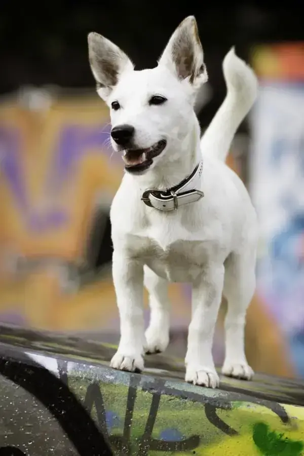 Jack Russell Terrier Lizzy