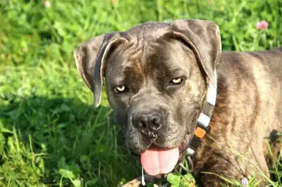 Drago – Cane Corso Italiano – Bild 7