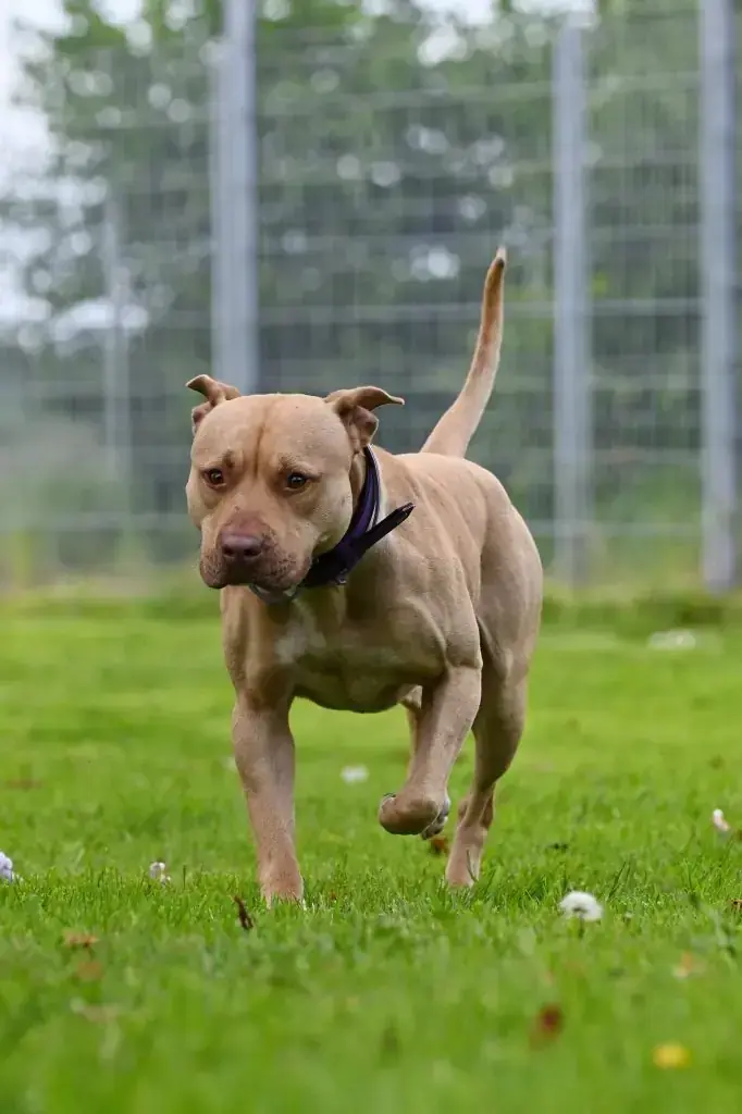 Ace - American Staffordshire Terrier - Bild 16