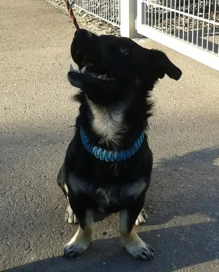 Sammy - Jack Russell Terrier - Bild 6
