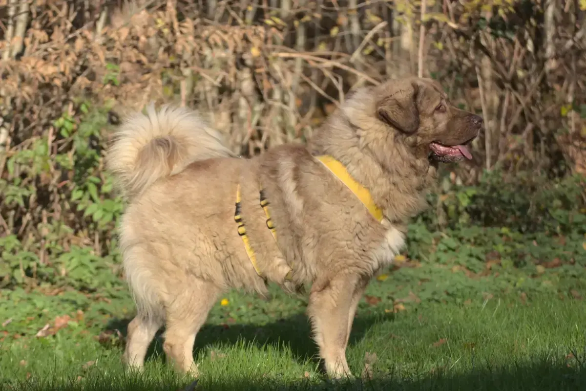 Samson -  - Bild 3