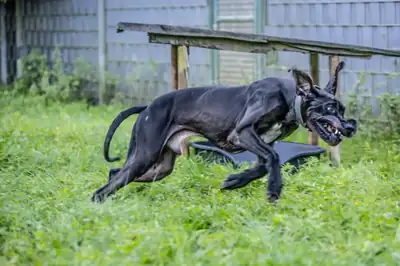 Lothar – Hund – Bild 5