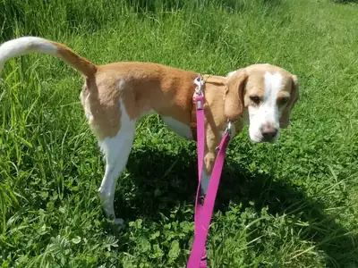 Liesel – Beagle – Bild 2