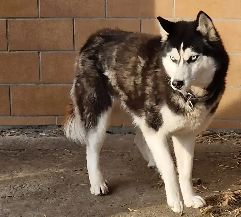 Siberian Husky Cleo