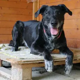 Labrador Retriever-Mix Neo