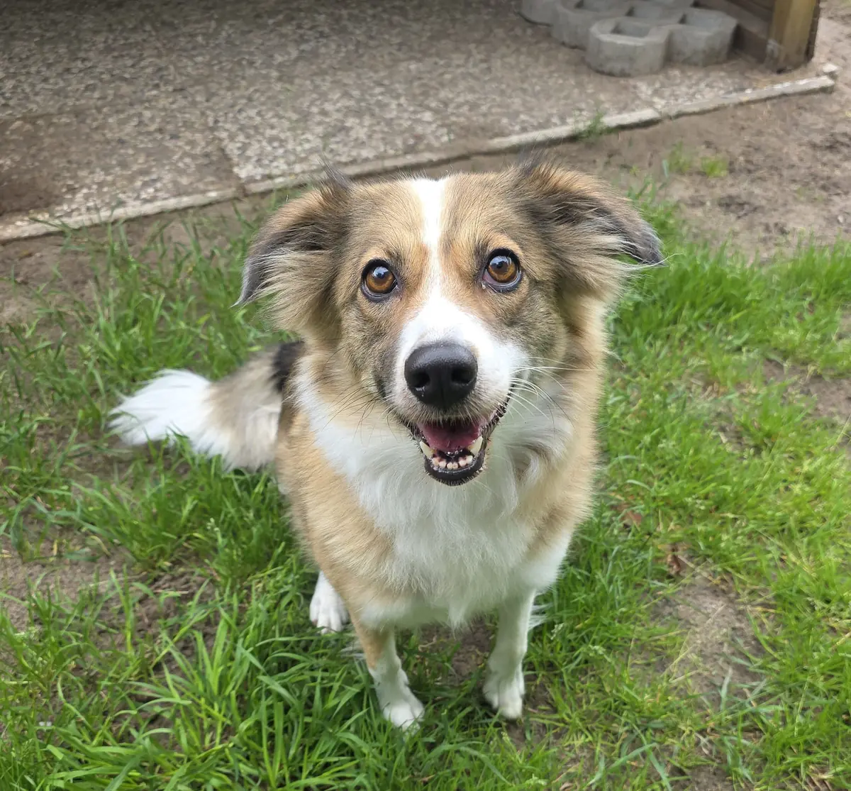 Charly -  - Bild 1