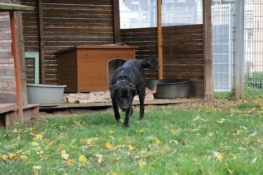 Spike - Labrador Retriever - Bild 11