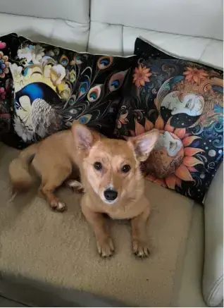 Foxi -  - Bild 2