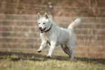 Balou - Siberian Husky - Bild 9