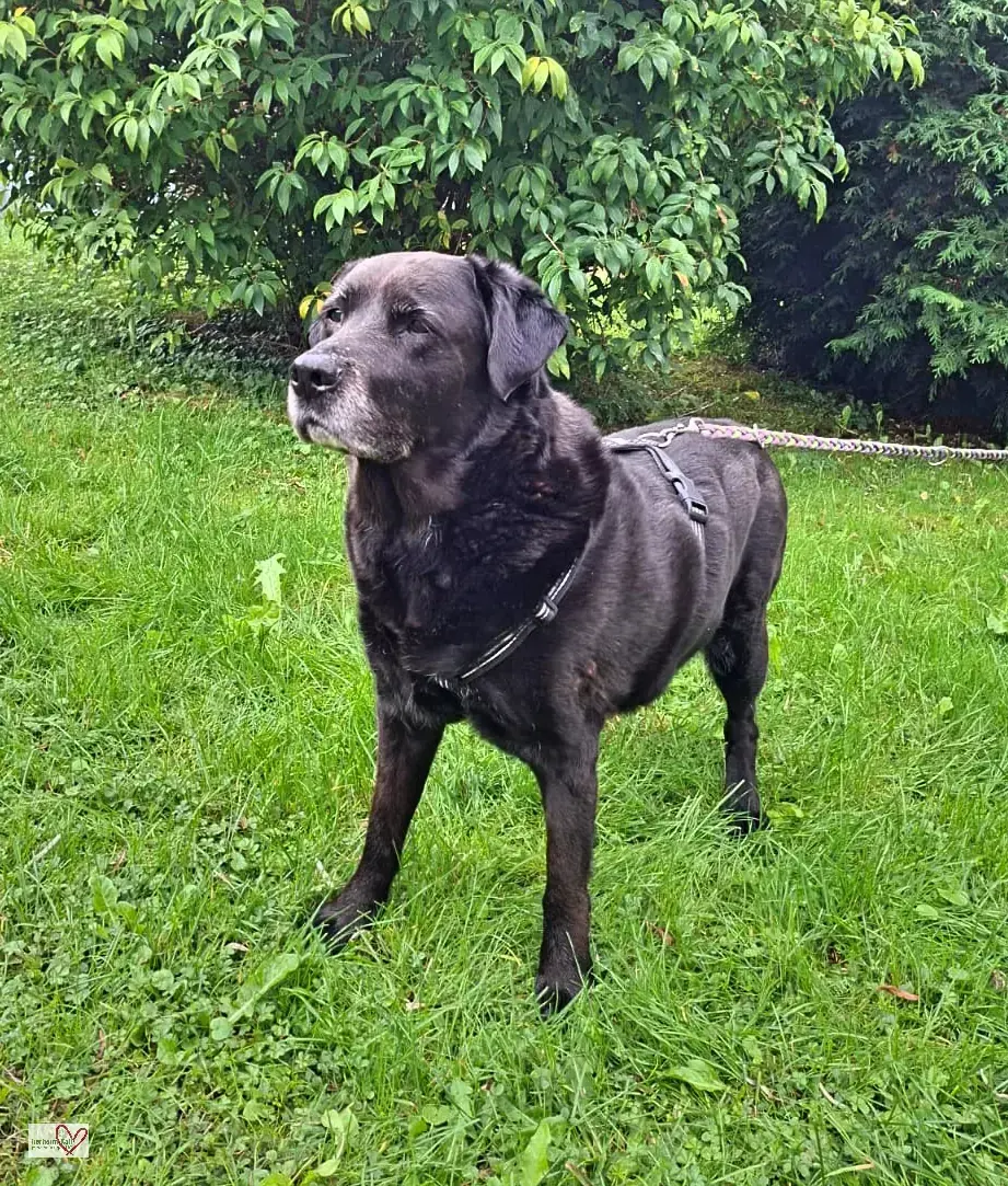 Luca -  - Bild 1