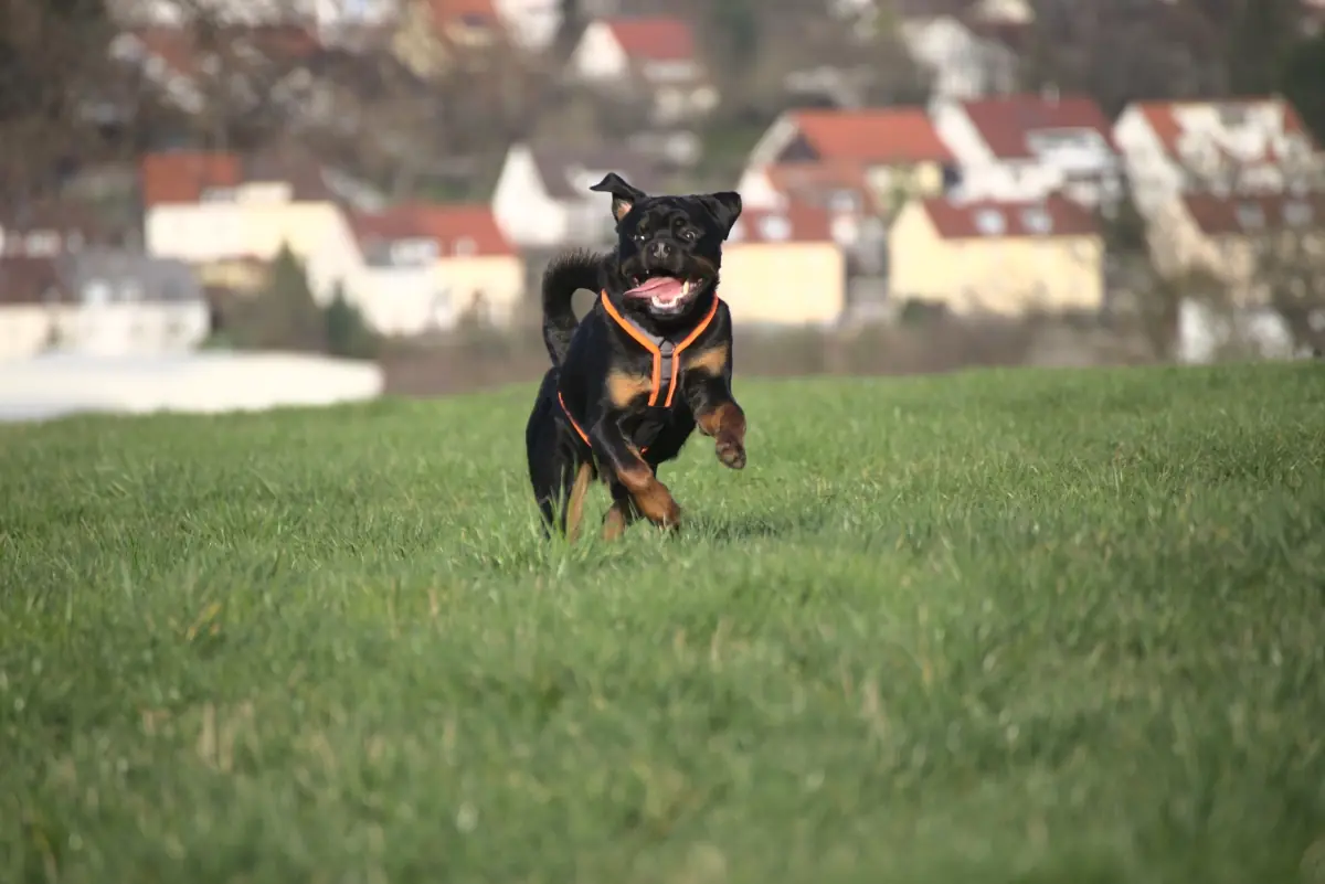 Rottweiler Eick