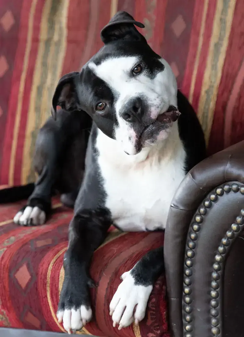 Joker - American Staffordshire Terrier - Bild 3