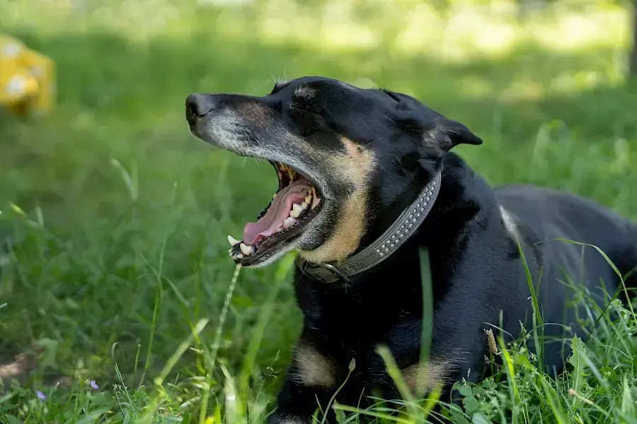 Shila -  - Bild 13
