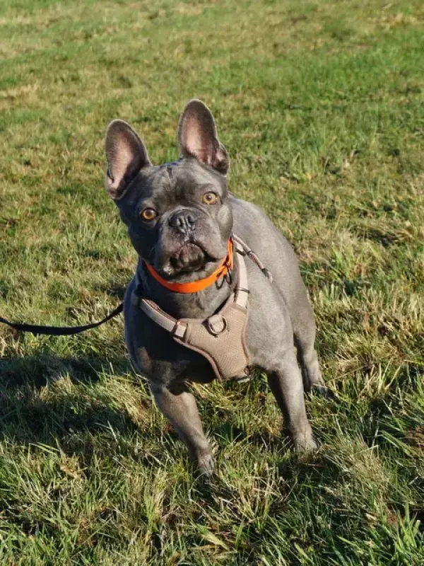Cooper -  - Bild 7