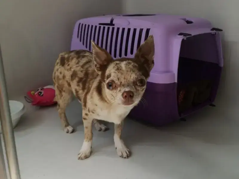 Hugo - Chihuahua - Bild 7