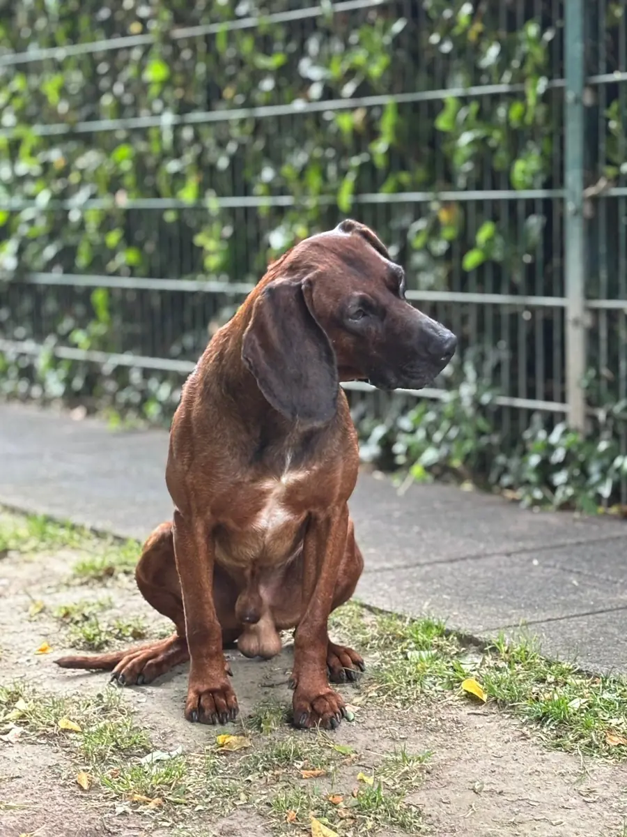 Beli - Bayerischer Gebirgsschweißhund - Bild 2