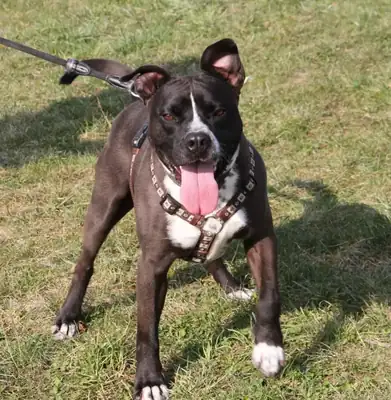 Ato – Staffordshire Bullterrier – Bild 21