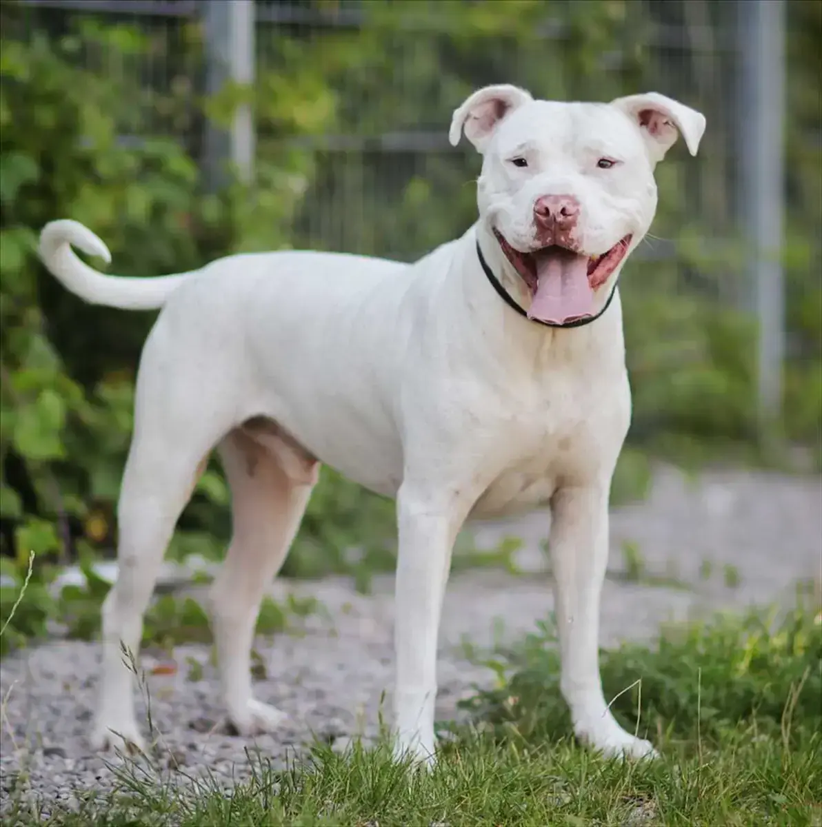 ROCKET - American Staffordshire Terrier - Bild 1