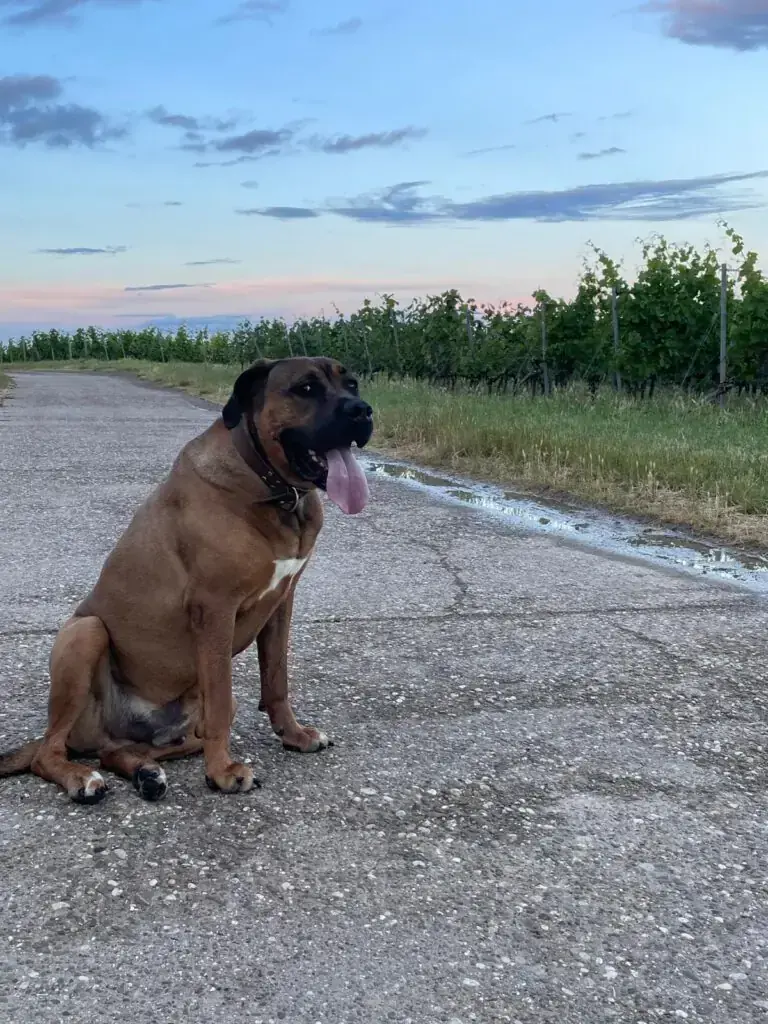 Romeo -  - Bild 3