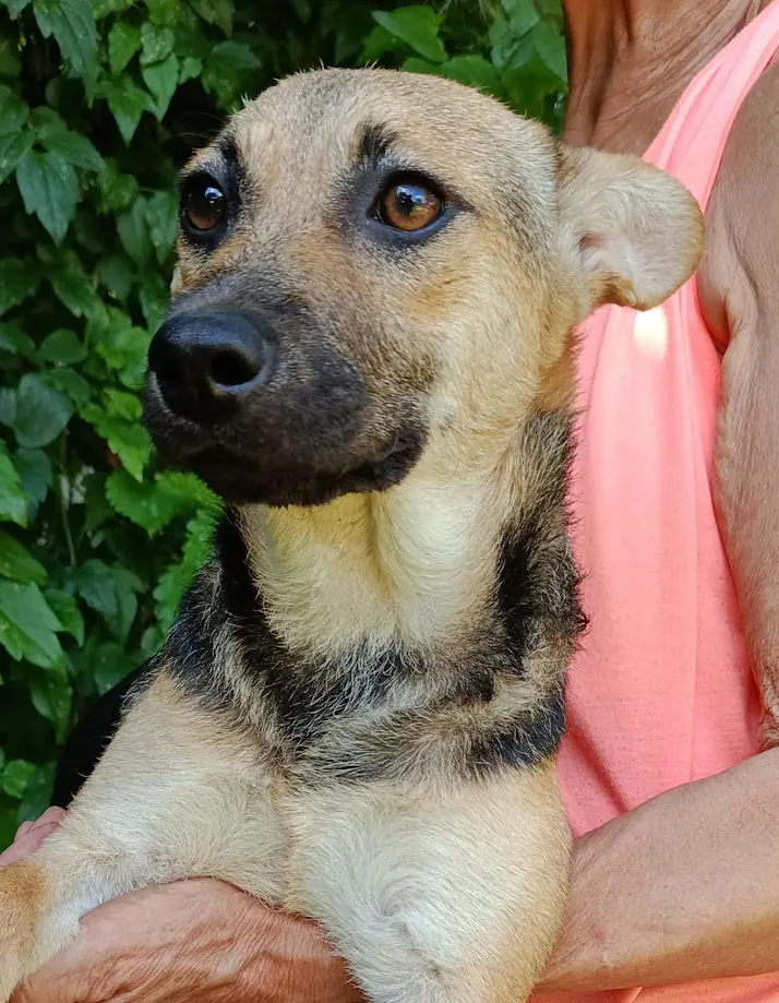 Polly -  - Bild 1