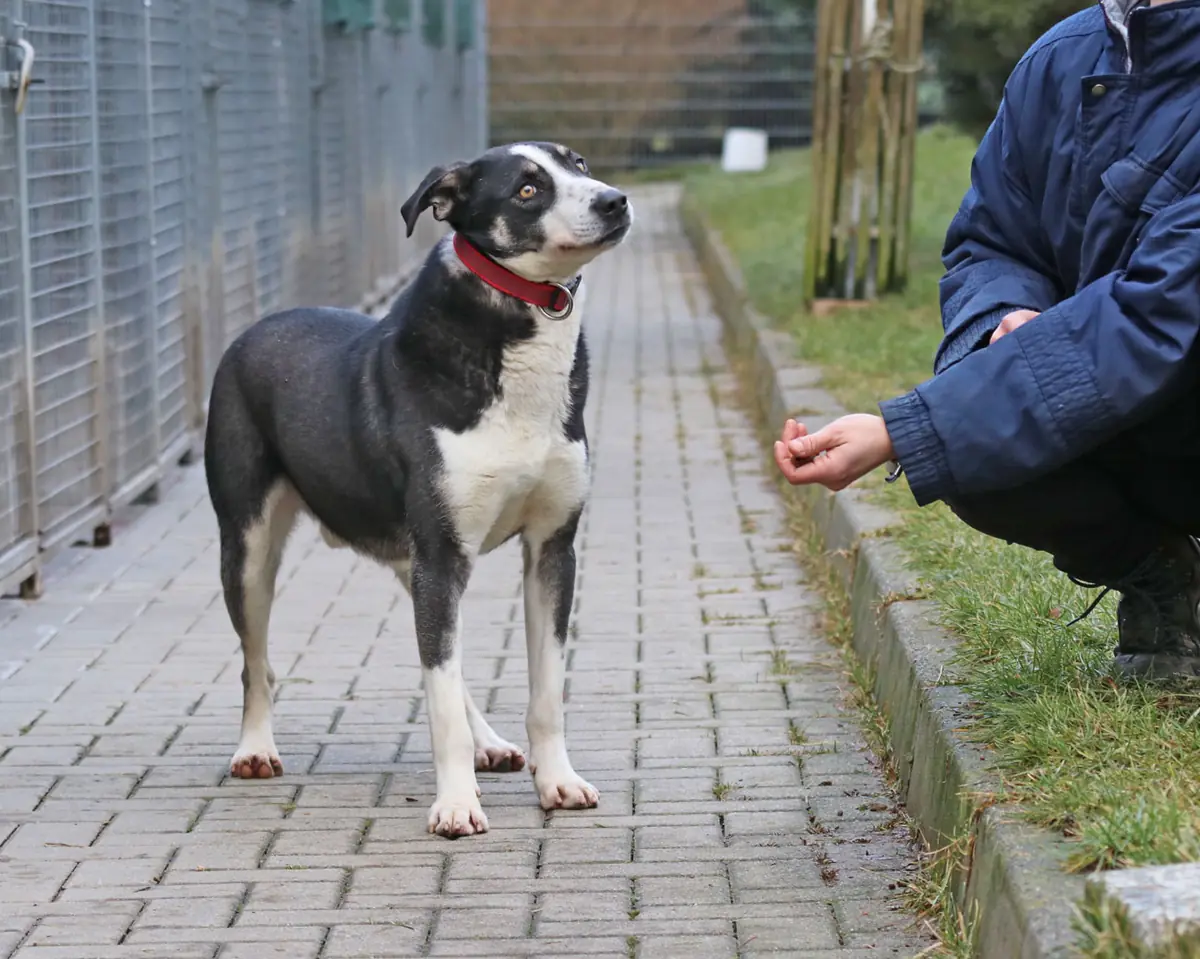Buddy -  - Bild 12