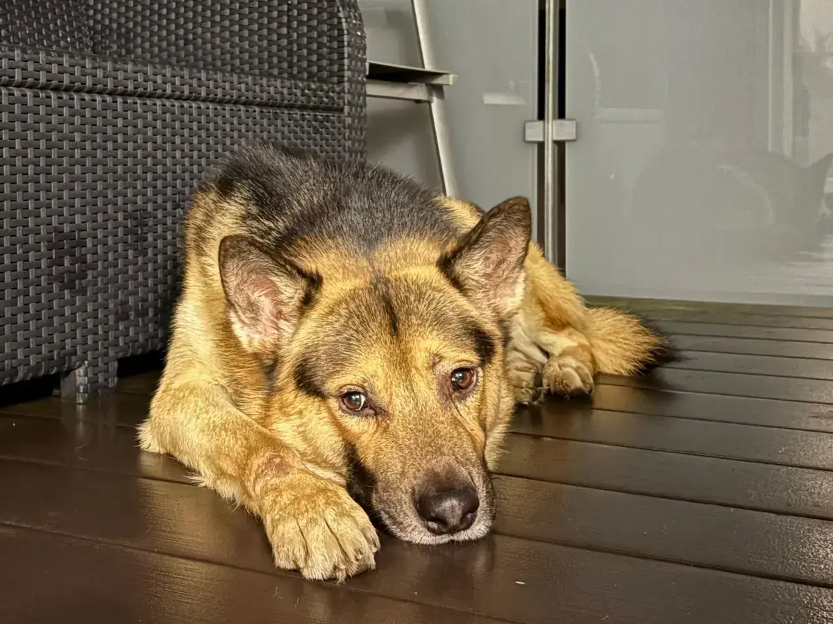 Smiley - Deutscher Schäferhund - Bild 3