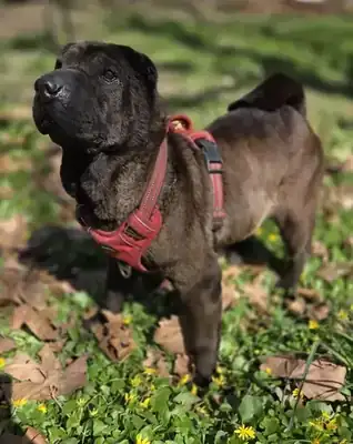 Momo – Shar-Pei – Bild 6