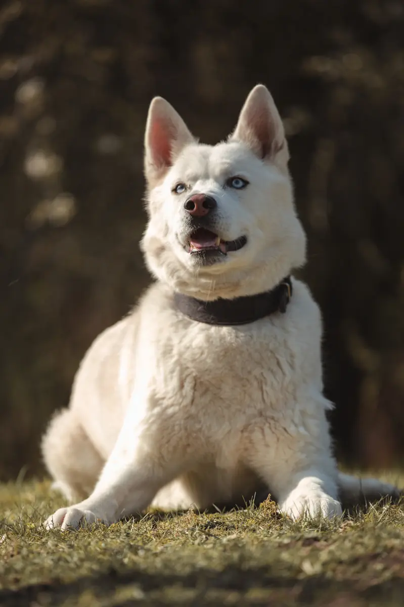 Balou - Siberian Husky - Bild 10