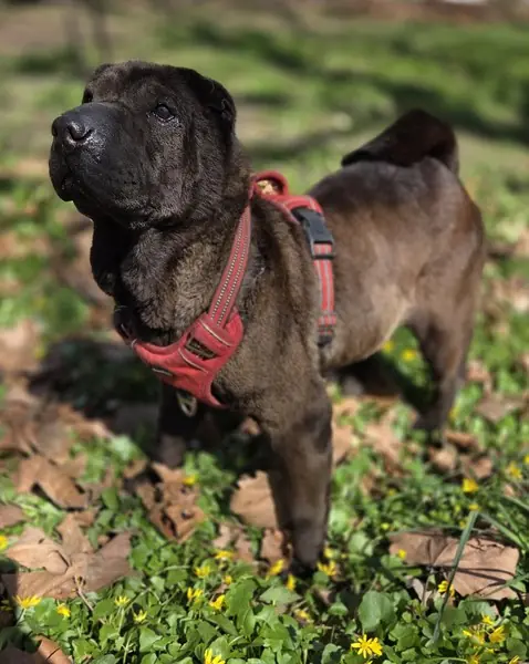 Momo - Shar-Pei - Bild 6