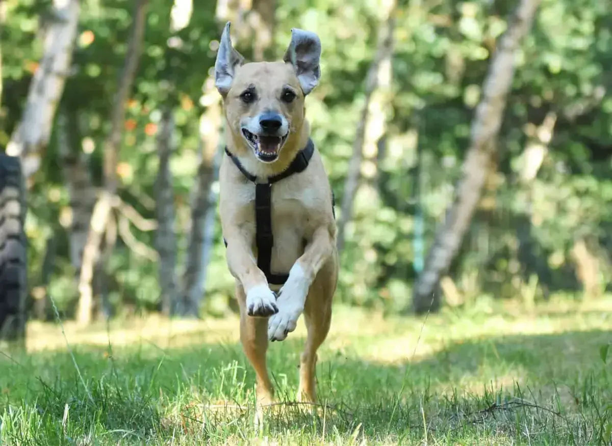 Spike -  - Bild 2