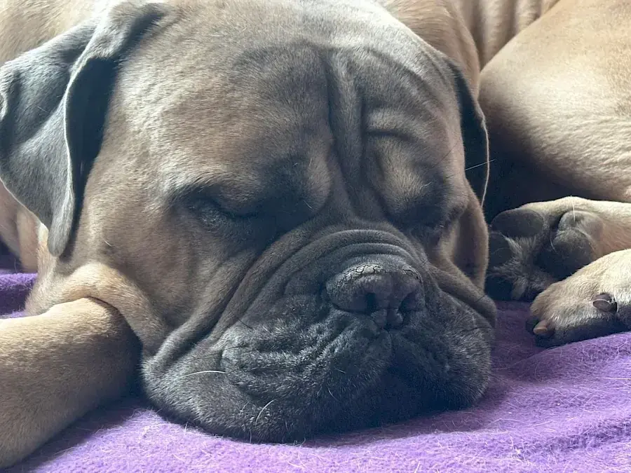 Byron - Cane Corso Italiano - Bild 2