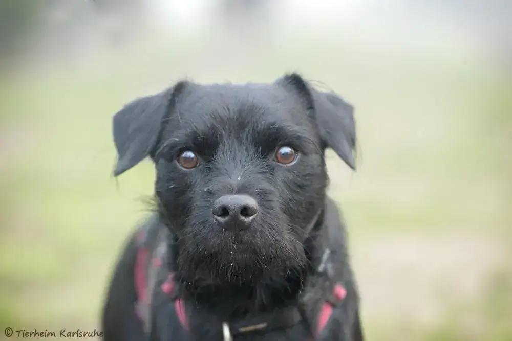 Goliath -  - Bild 1