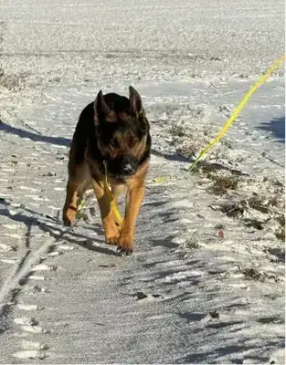 Sissi – Deutscher Schäferhund – Bild 2