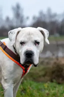 Attila - Deutscher Boxer - Bild 1