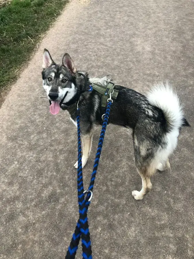 Floki - Russisch-Europäischer Laika - Bild 3