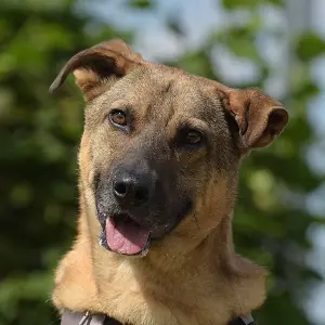 Ares -  - Bild 1